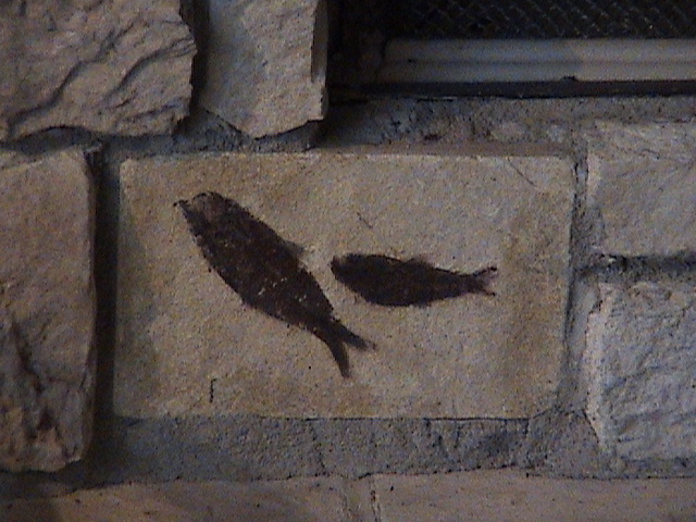 Firebird Fossil Fire
